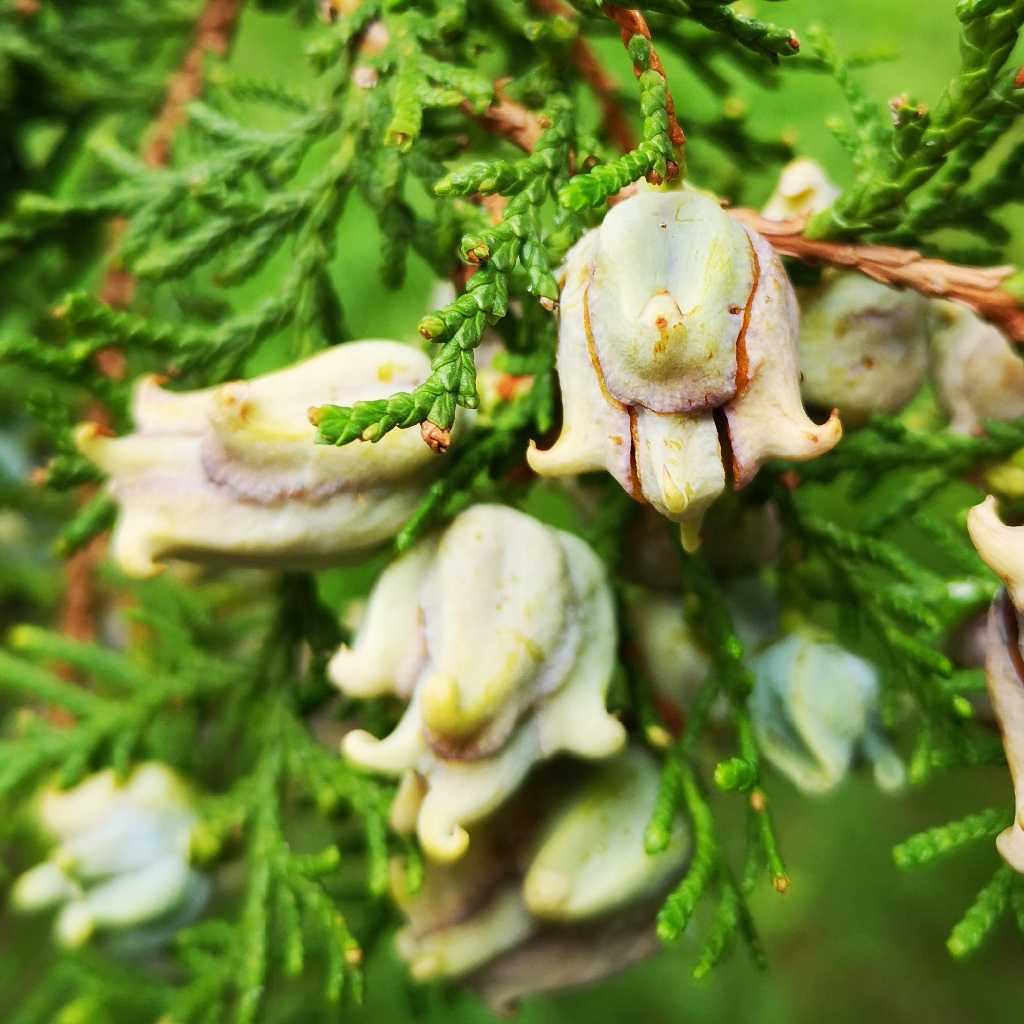 Platycladus orientalis (5)