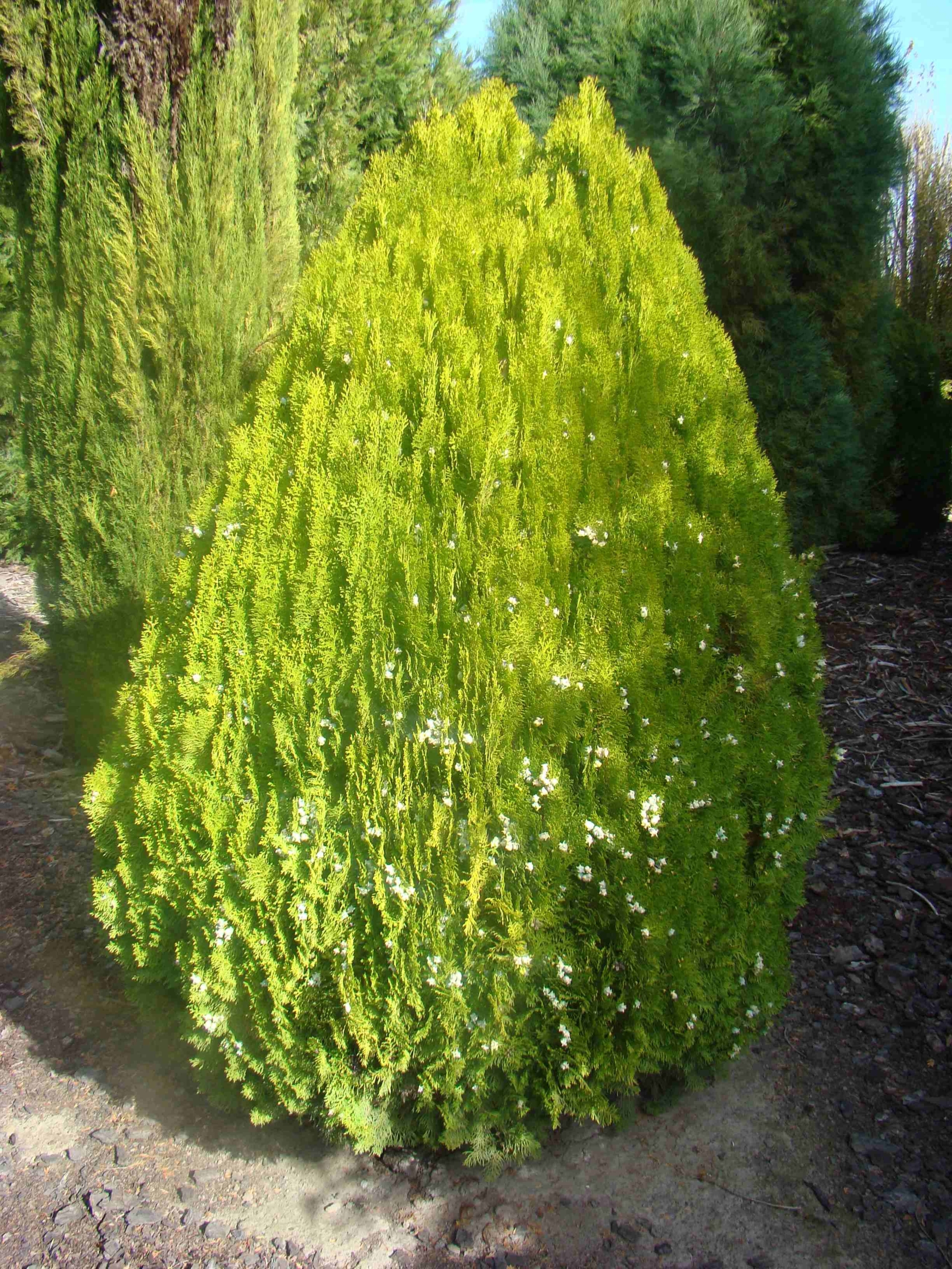 Platycladus orientalis (6)