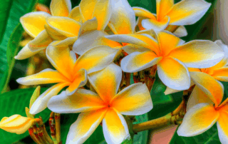 پلومریا پلومریا