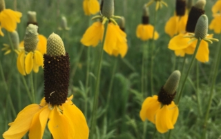 کلاه مکزیکی کلاه مکزیکی