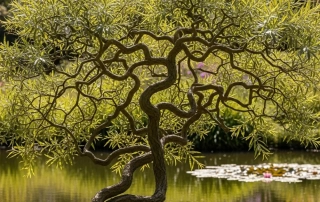 بید فری بید فری