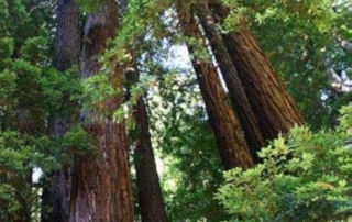 سکویای ساحلی سکویای ساحلی