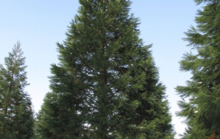 سکویا سکویا