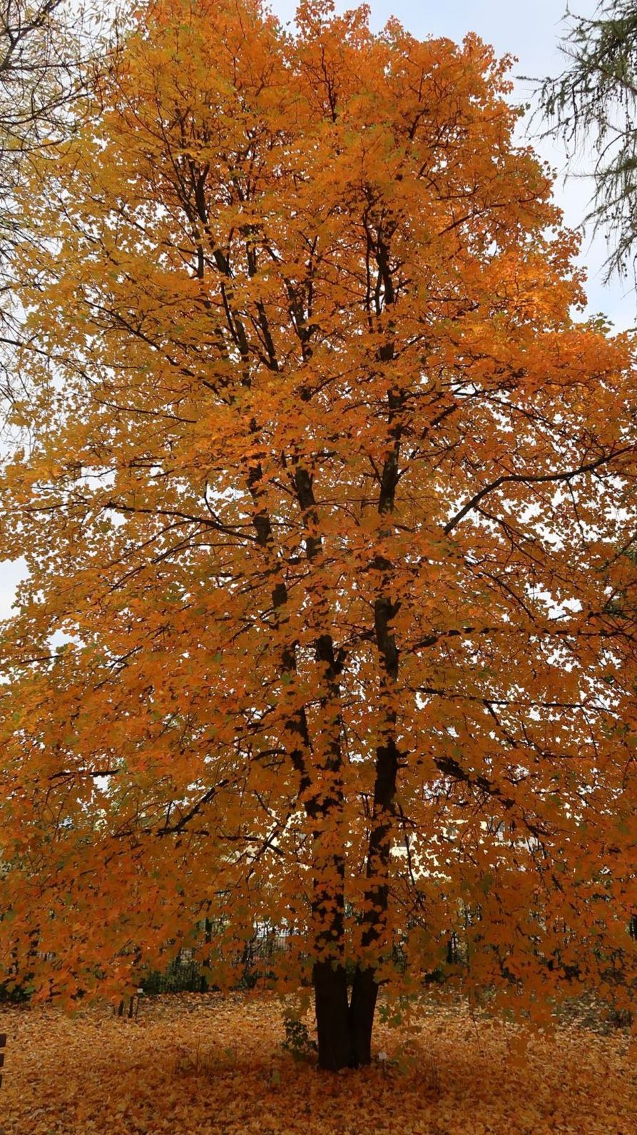 بارانک بارانک