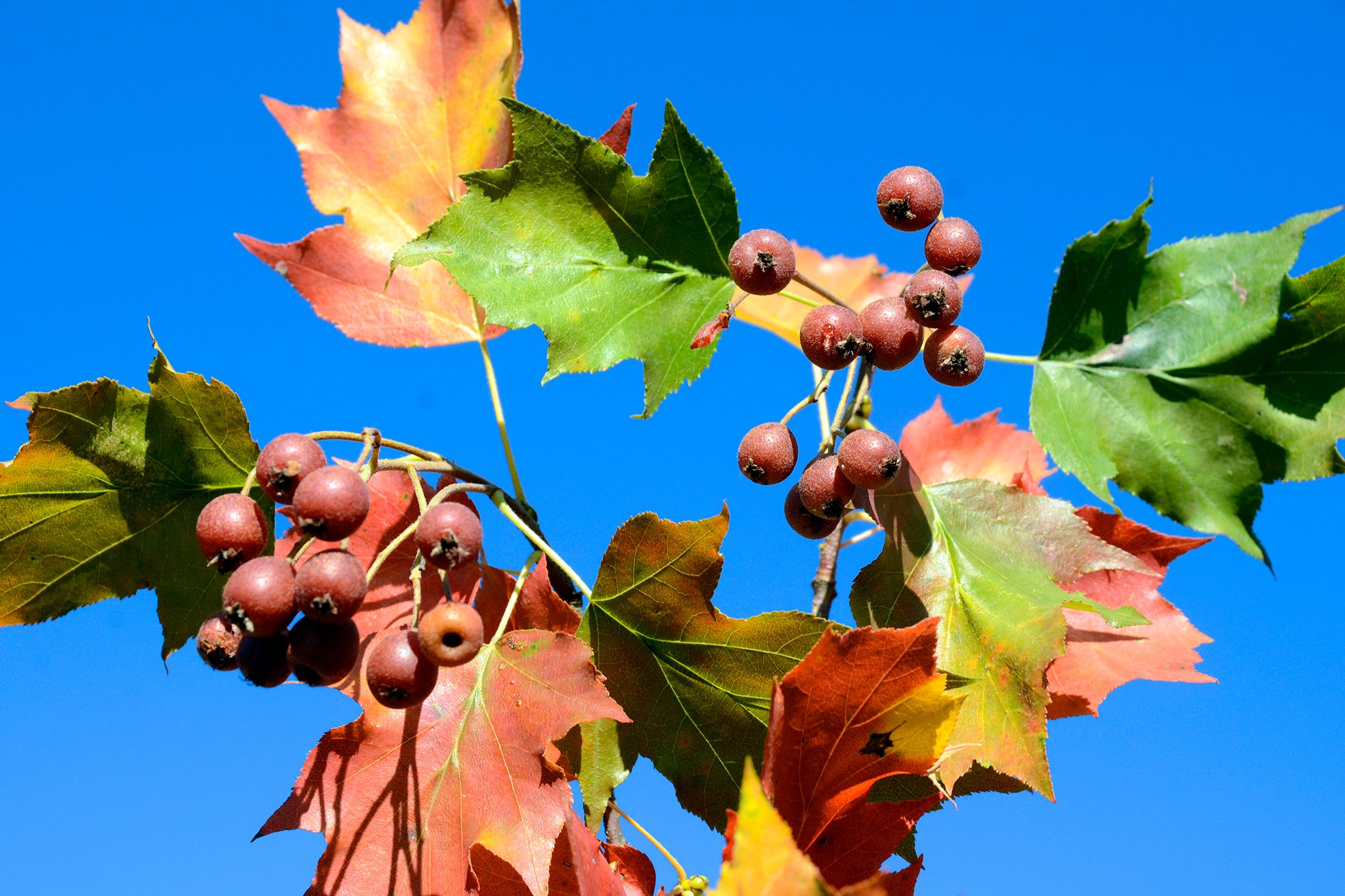 بارانک بارانک