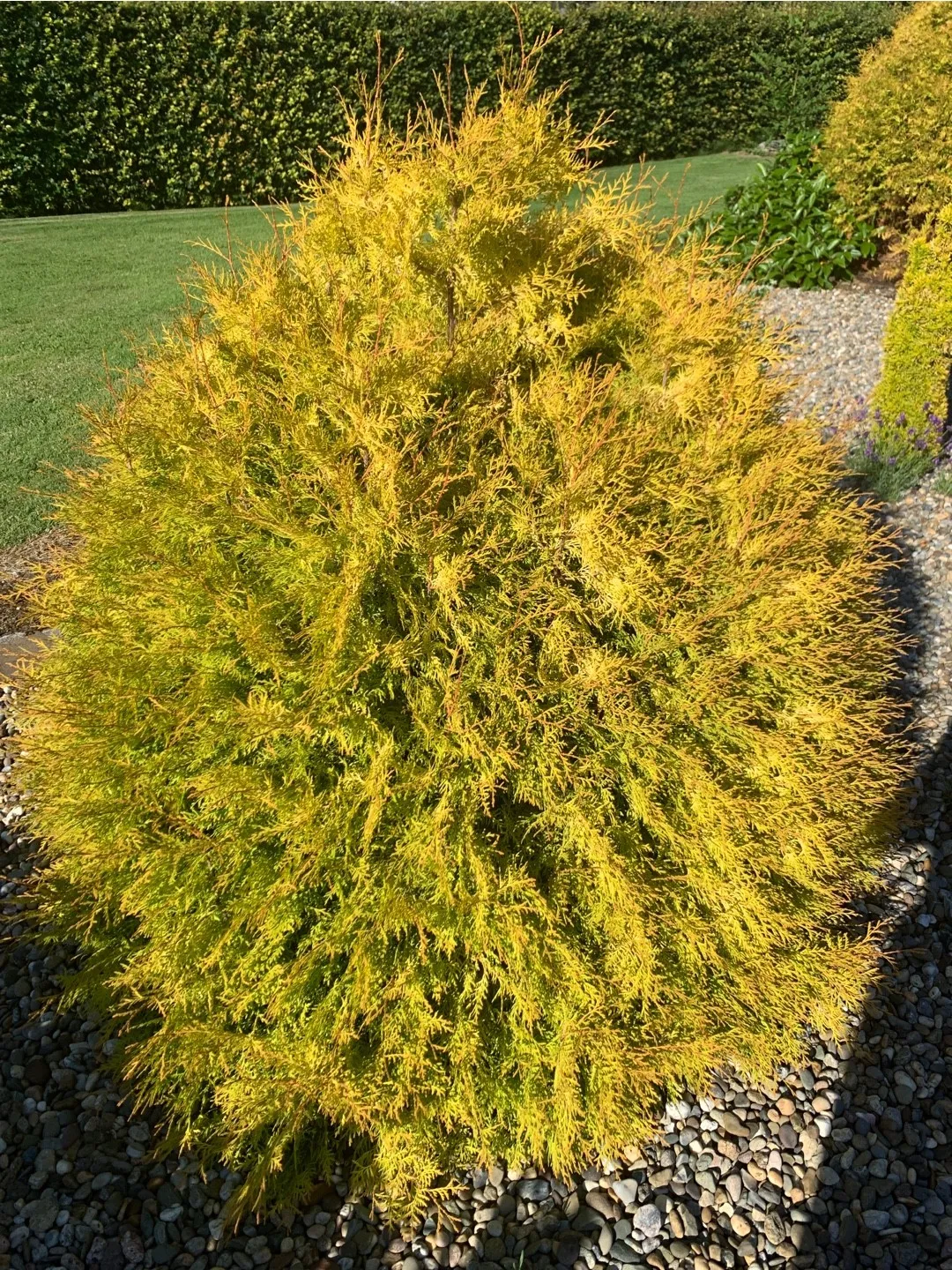 Thuja occidentalis Rheingold 01