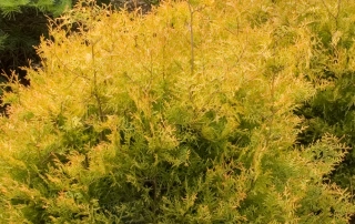 ژانویه ژانویه