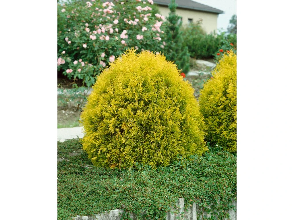 Thuja occidentalis Rheingold 04
