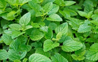 بادرنجبویه بادرنجبویه