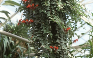 آیشینانتوس آیشینانتوس