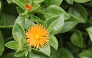 آپتنیا آپتنیا