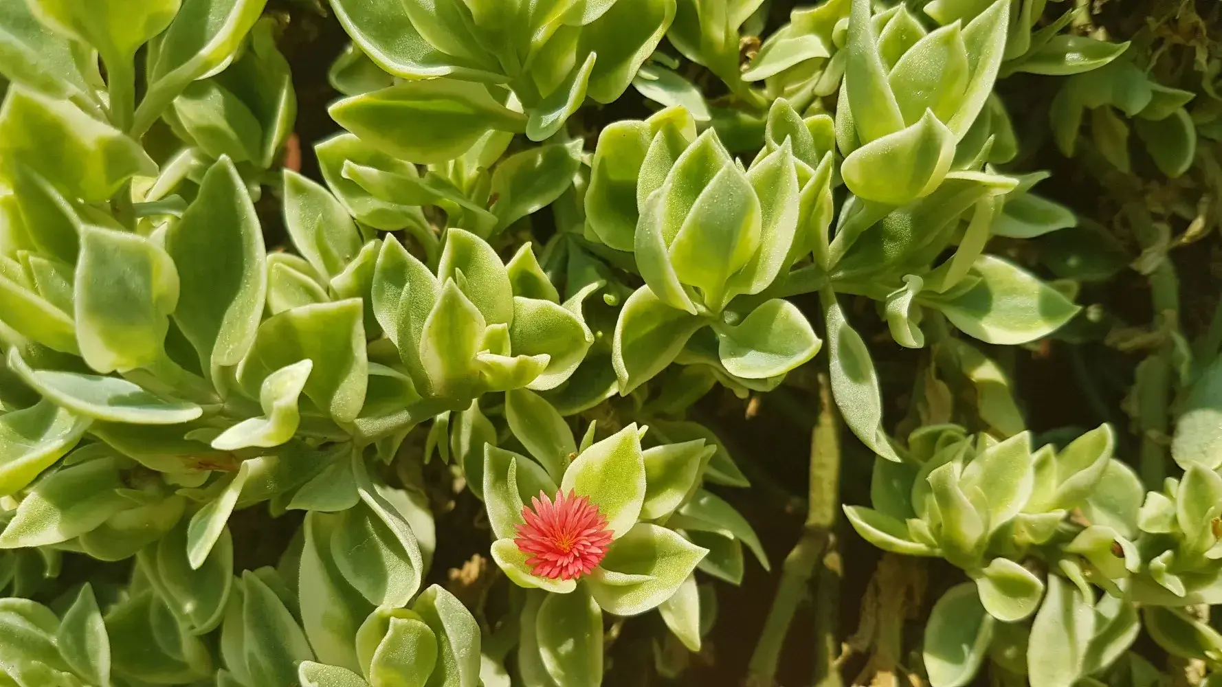 آپتنیا آپتنیا