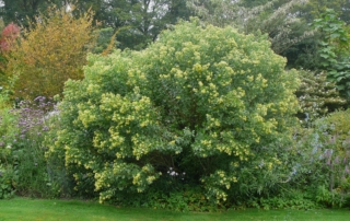 بکاریس بکاریس