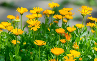 همیشه بهار همیشه بهار