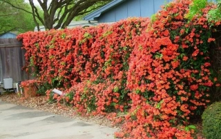 پیچ اناری پیچ اناری