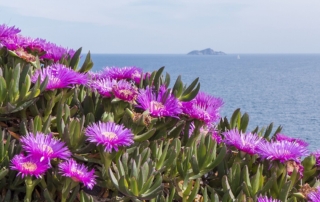 کارپوبروتوس کارپوبروتوس