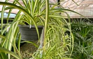 گندمی گندمی