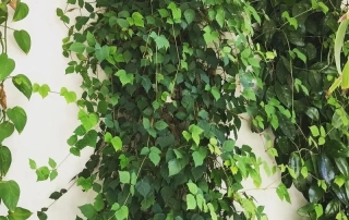 سیسوس سیسوس