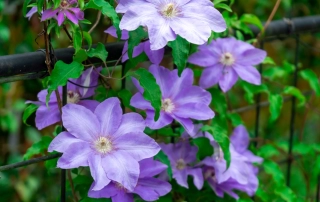 کلماتیس کلماتیس