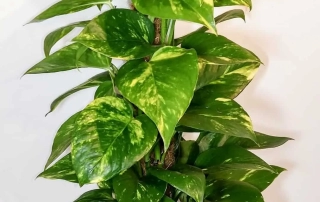 پوتوس پوتوس