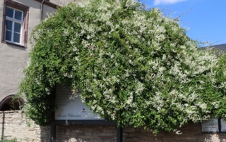 پیچ برفی پیچ برفی