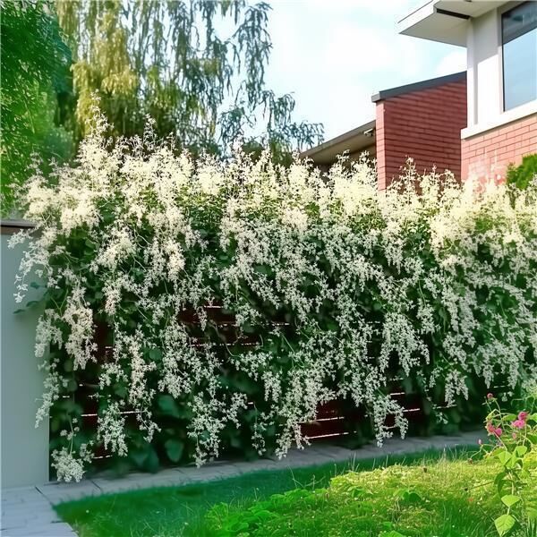 Fallopia baldschuanica 02