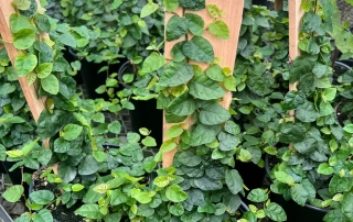 فیکوس خزنده فیکوس خزنده