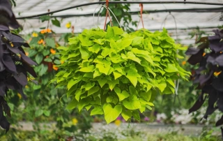 سیب زمینی شیرین سیب زمینی شیرین