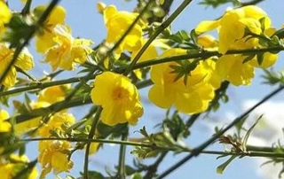 یاسمن زرد یاسمن زرد