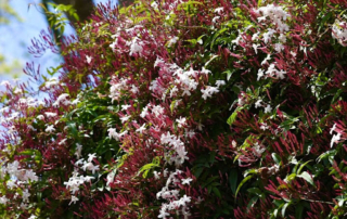 یاسمن صورتی یاسمن صورتی