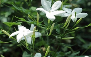 یاسمن عربی یاسمن عربی