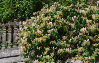 پیچ امینالدوله پیچ امینالدوله