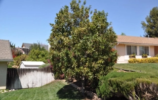 ماکادمیا ماکادمیا