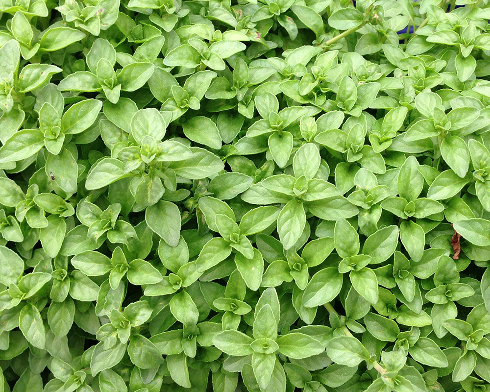 پودنه پودنه