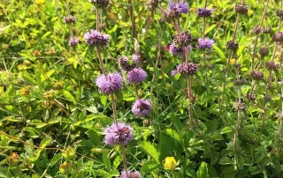 پودنه پودنه