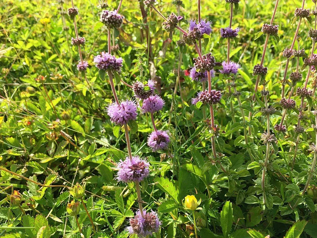 پودنه پودنه