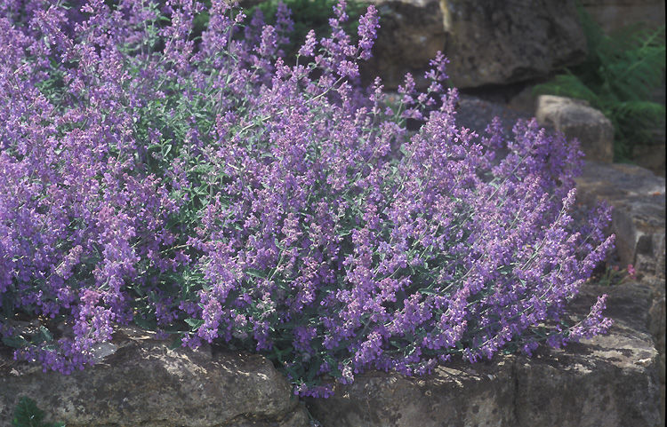 پونه سای البرزی پونه سای البرزی