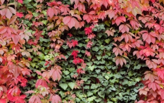 عَشَقه سهگوش عَشَقه سهگوش