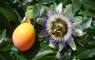 گل ساعت گل ساعت