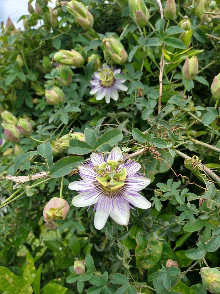 گل ساعت گل ساعت