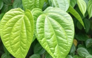 فلفل بِتل فلفل بِتل