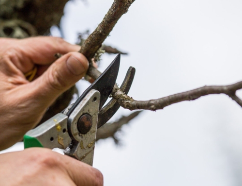 هشت مورد از بدترین اشتباهاتی که باید هنگام هرس گیاهان از آنها اجتناب کنید