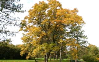 ساسافراس ساسافراس