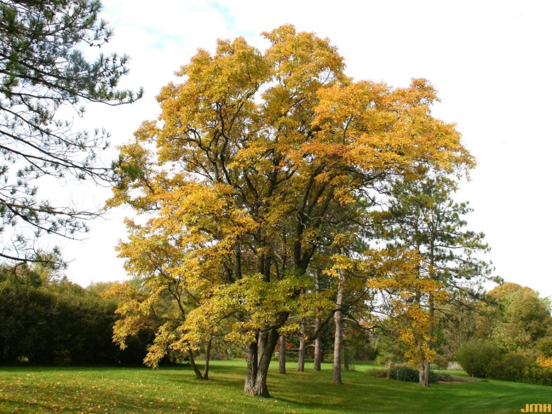 ساسافراس ساسافراس