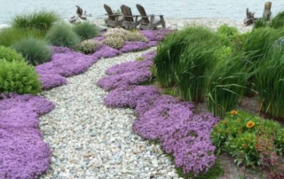 آویشن رونده