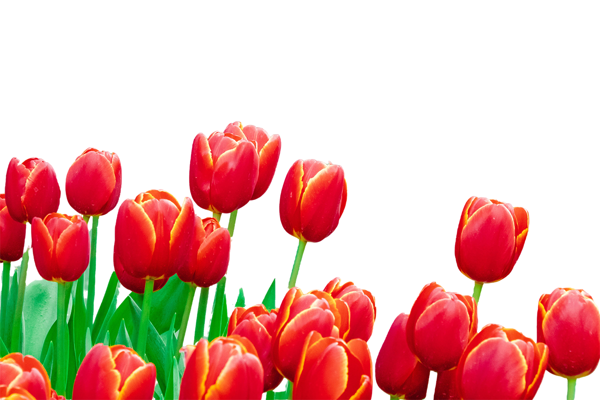 Tulipa 01
