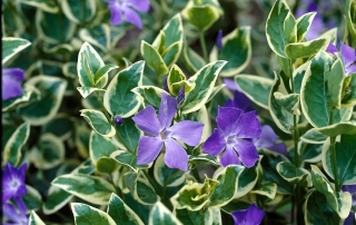 پبچ تلگرافی پبچ تلگرافی