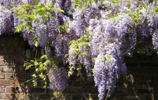 پیچ گلیسین پیچ گلیسین