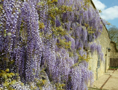 فضای سبز عمودی: چگونه در فضای کمتر، فضای سبز بیشتری داشته باشیم