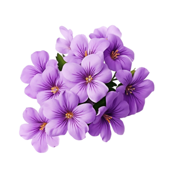 pngimg.com – viola_PNG25